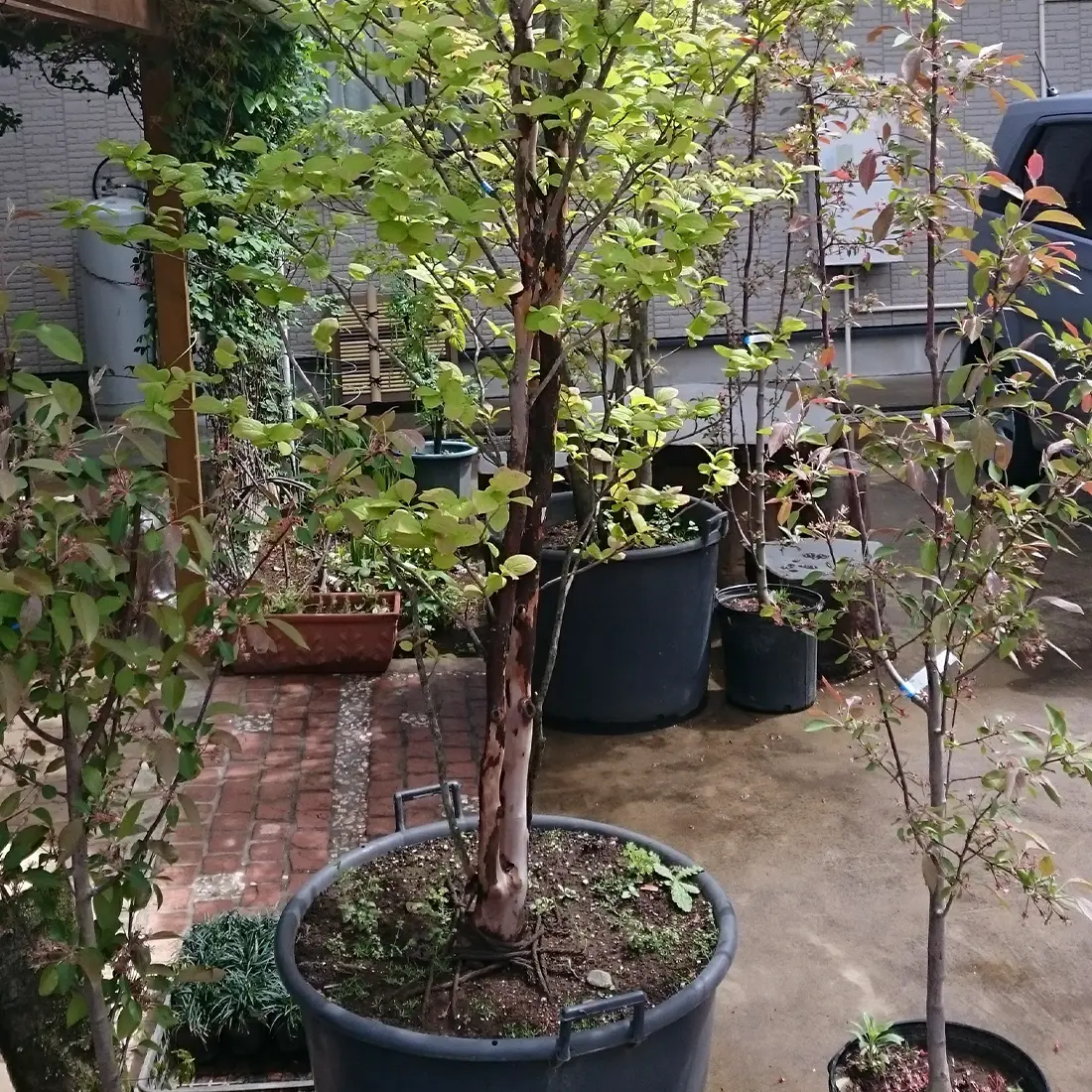 植木販売